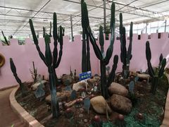 -海上花岛玫瑰园采摘