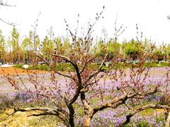 -汉长安城未央宫国家考古遗址公园