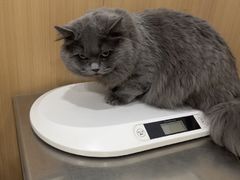 -米苏动物医院·犬猫专科·骨科外科内窥镜