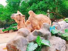 -海南热带野生动植物园