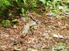 -五营红松林海景区