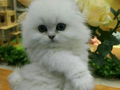 -东方名猫馆·英短金渐层布偶猫舍(环线广场1号楼店)