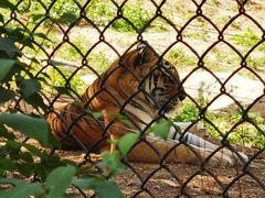 -大连森林动物园