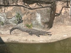 -深圳野生动物园