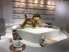 -柴务处·柴犬主题狗咖