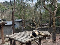 -都江堰中华大熊猫苑