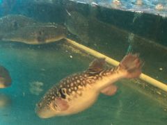-莆鑫海鲜城(浏河店)