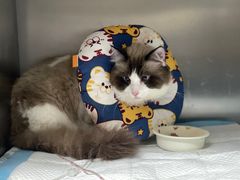 -中农大我爱我爱24h动物医院·中医针灸·猫专科·骨科医疗中心(双井店)