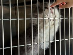 -宠颐生宠物医院·异宠猫科内科·诊疗中心宠巢店