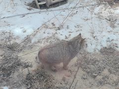 -青藏高原野生动物园