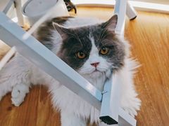 -COLOR PETS 撸猫馆·购猫·猫咖(长风大悦城店)