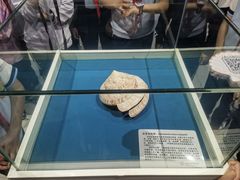 -青岛贝壳博物馆