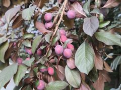 -平湖九龙山旅游度假区