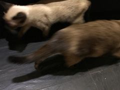 -吱咖啡西式简餐