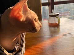 -蓝鲸·缅因猫舍