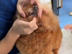 -博特宠物医院24h犬猫全科.骨科·异宠