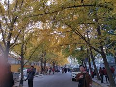 -三里屯东五街银杏大道