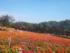 -松山湖梦幻百花洲