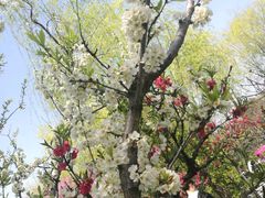 -南汇桃花村