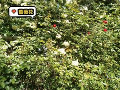 -太阳宫公园
