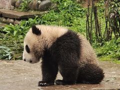 -中国大熊猫保护研究中心雅安碧峰峡基地