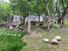 -都江堰中华大熊猫苑