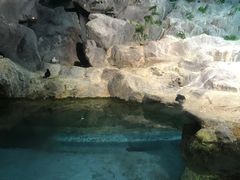 -新加坡飞禽公园