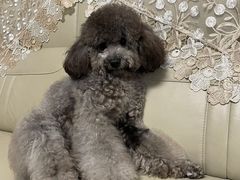 -瑞鹏宠物医院·超声·骨科·奇麟分院(蜀都万达店)