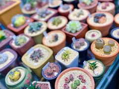 -万商花鸟市场
