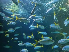 -上海海洋水族馆