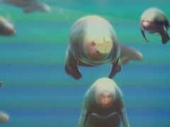 -上海JOYPOLIS环游嘉年华主题乐园