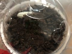 -蜜雪冰城(北戴河二中店)