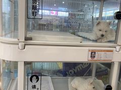 -翊宠yipet猫狗购宠庄园犬舍•猫舍