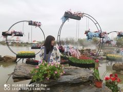 -荷兰花海