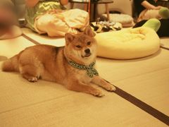 -逗柴咖啡屋·狗咖猫咖宠物桌游