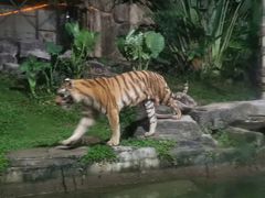 -深圳野生动物园
