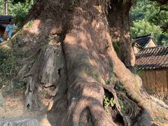 -杨家堂村