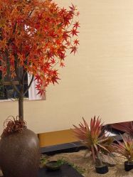 -娜芙缇缇med spa