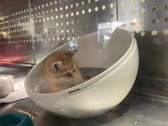 -more than meow吴止猫主题餐厅(承德 中船汇店)