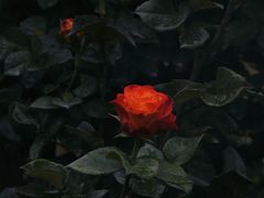 -人民公园(罗湖区)