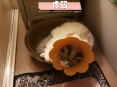 -瑞派天宁宠物医院·猫科·异宠中心