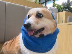 -美联众合动物医院·24h转诊中心