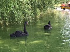 -长白岛森林公园