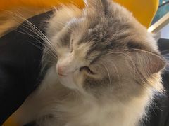 -松果猫咖(桐乡吾悦金街店)