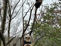 -都江堰中华大熊猫苑