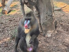 -合肥野生动物园