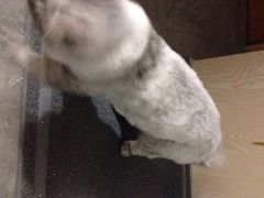 申普宠物医院(徐家汇路店)-申普宠物医院·心脏介入·心血管微创(总院)