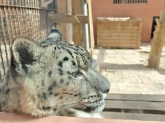 -青藏高原野生动物园