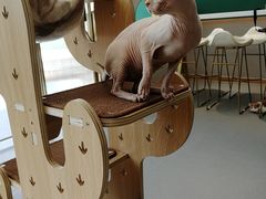 -飞行喵MR PILOT|猫舍·猫咖(静安大融城店)