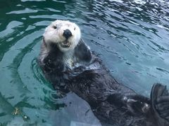 -西雅图水族馆